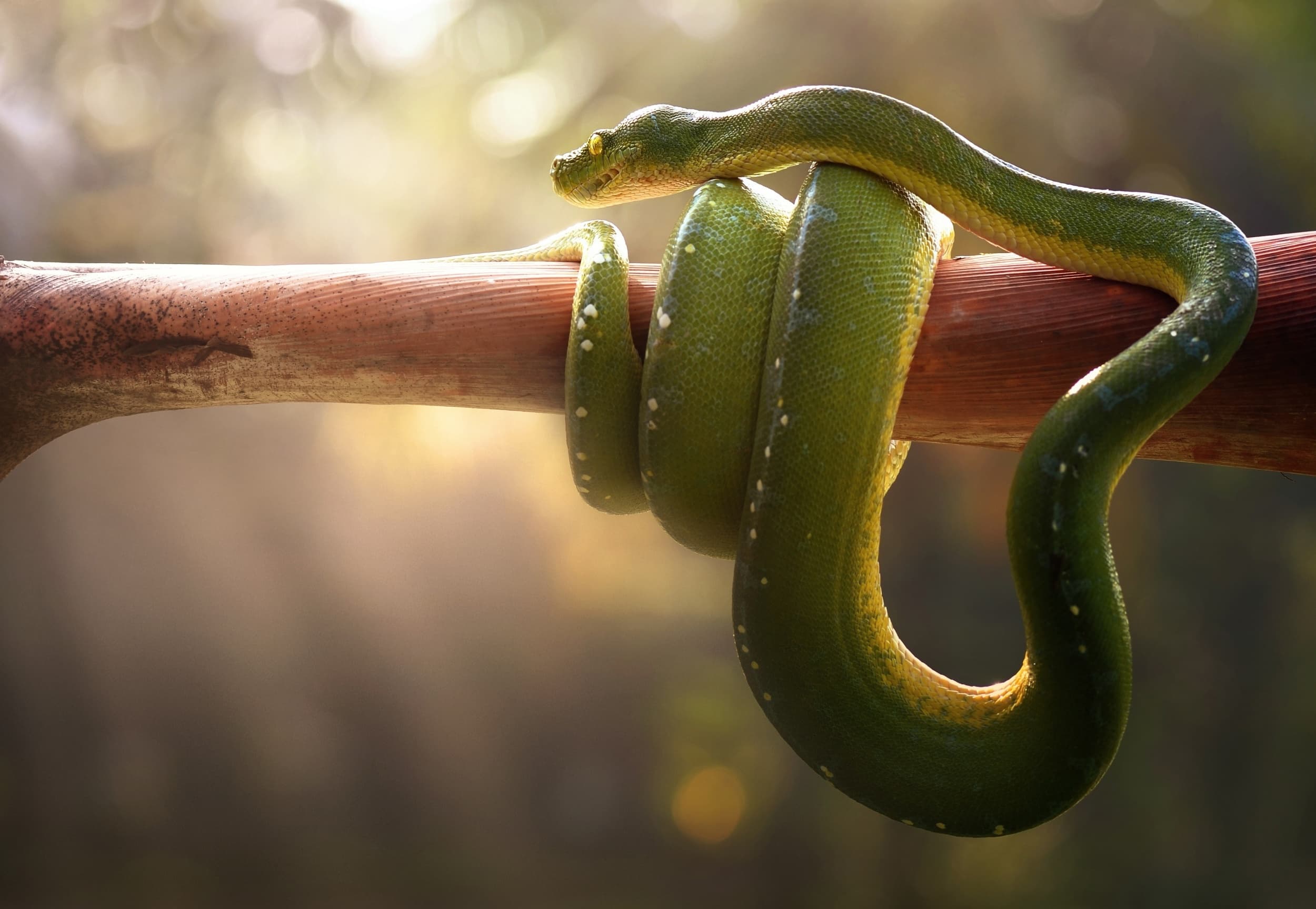 Python Lists